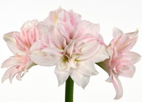 hippeastrum Candy Belle (1)